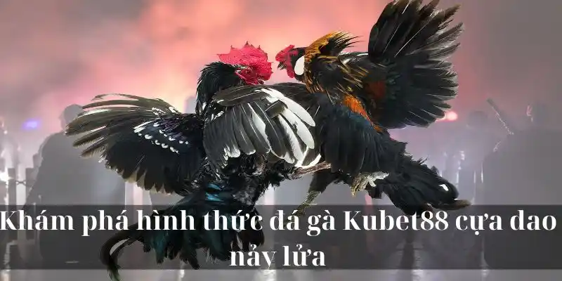 Khám phá hình thức đá gà KUBET88 cựa dao nảy lửa 